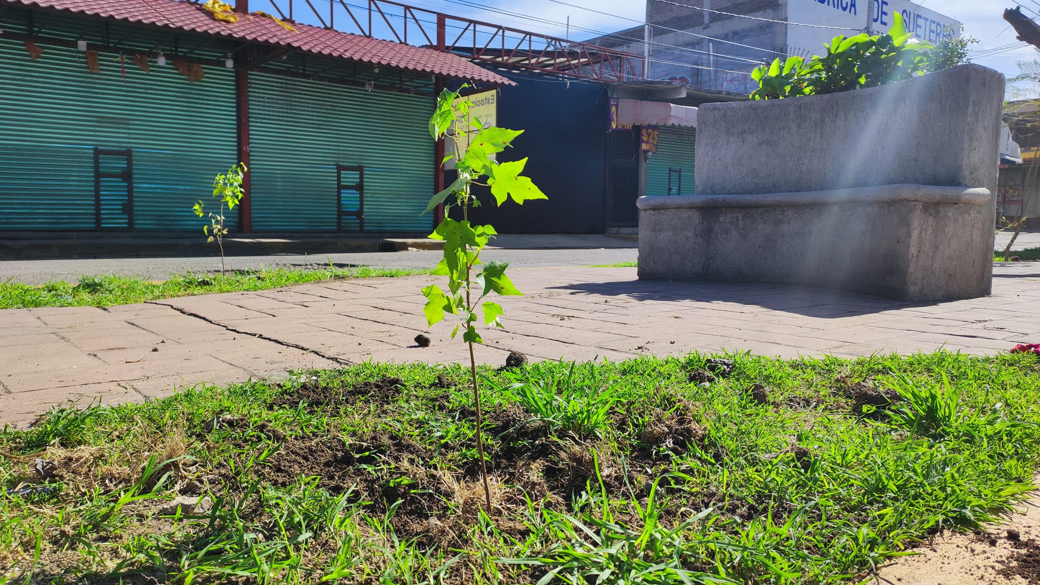 1692982796 224 A traves de la Direccion de Ecologia en coordinacion con