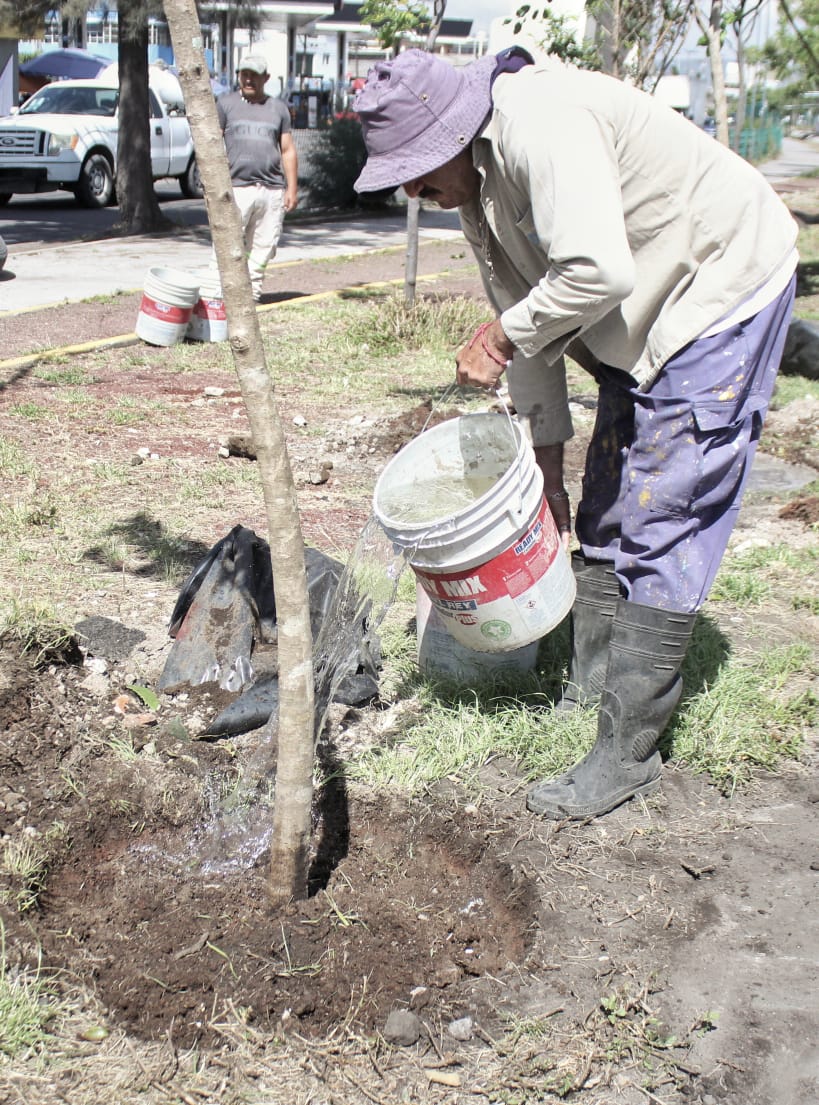 1692996276 475 ServiciosPublicos Continuamos con los trabajos de reforestacion en nuesto