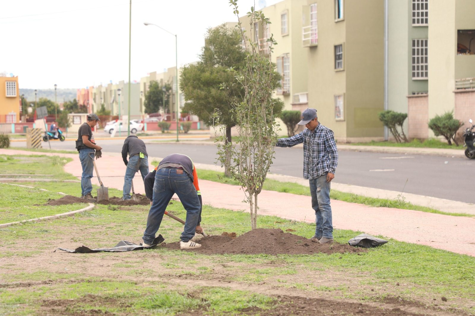 1693005894 177 La campana de reforestacion sigue en marcha en Zumpango Con