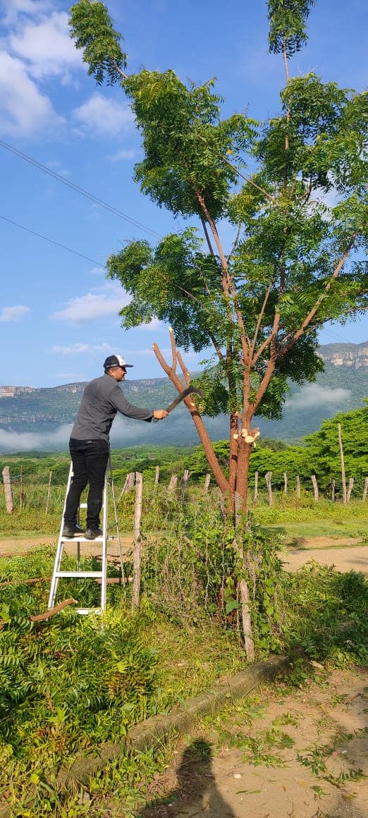 1693071704 773 Campana de limpieza de corte de bosque a la orilla