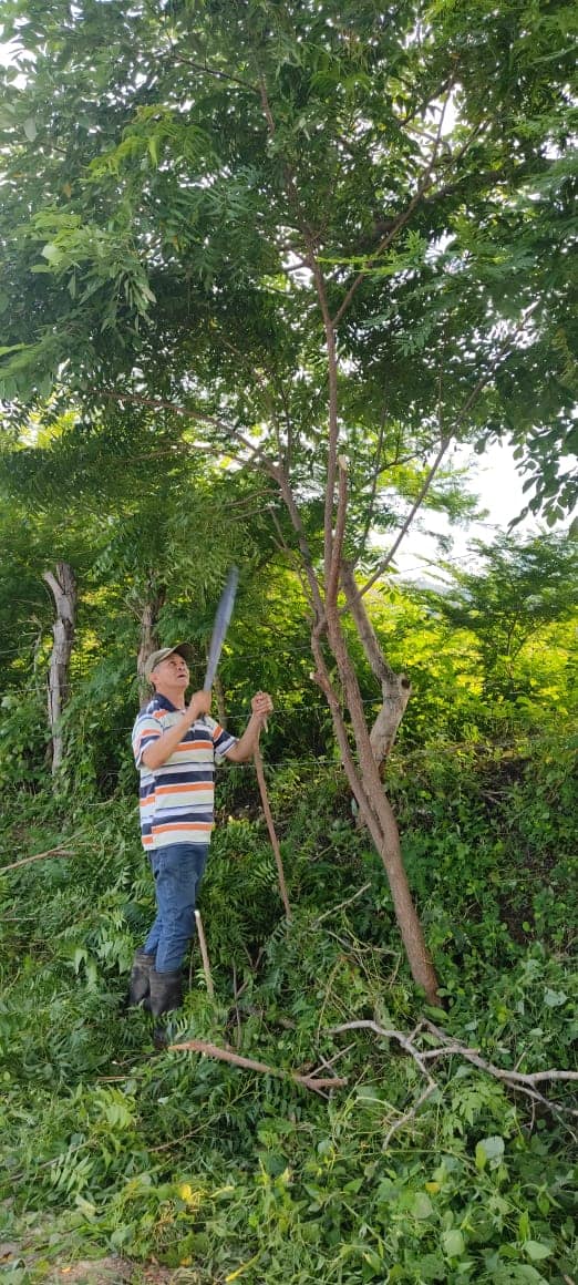 1693071720 Campana de limpieza de corte de bosque a la orilla