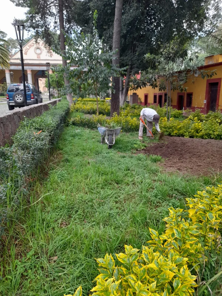 1693074755 824 El Ayuntamiento de Texcoco realiza el mantenimiento poda y cuidado