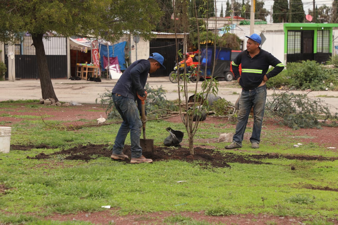 1693179447 228 La campana de reforestacion sigue en marcha en Zumpango Con