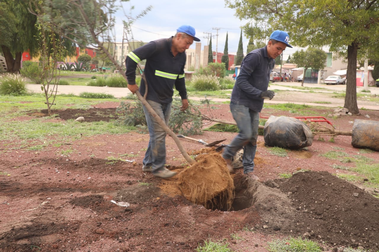 1693179460 131 La campana de reforestacion sigue en marcha en Zumpango Con