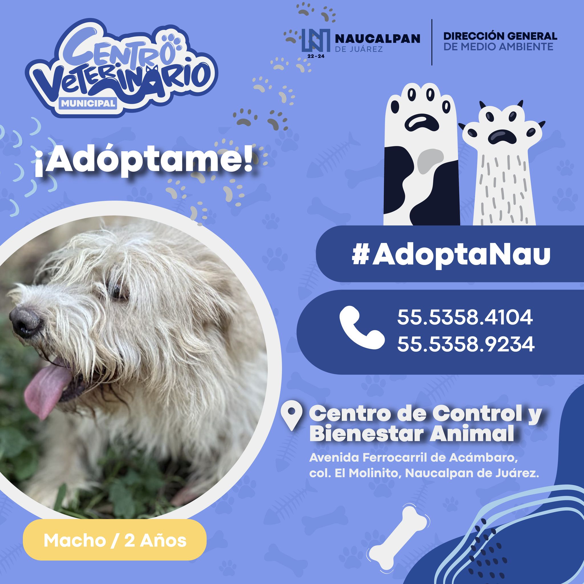 1693253831 561 Tenemos nuevos perritos listos para ser parte de tu familia