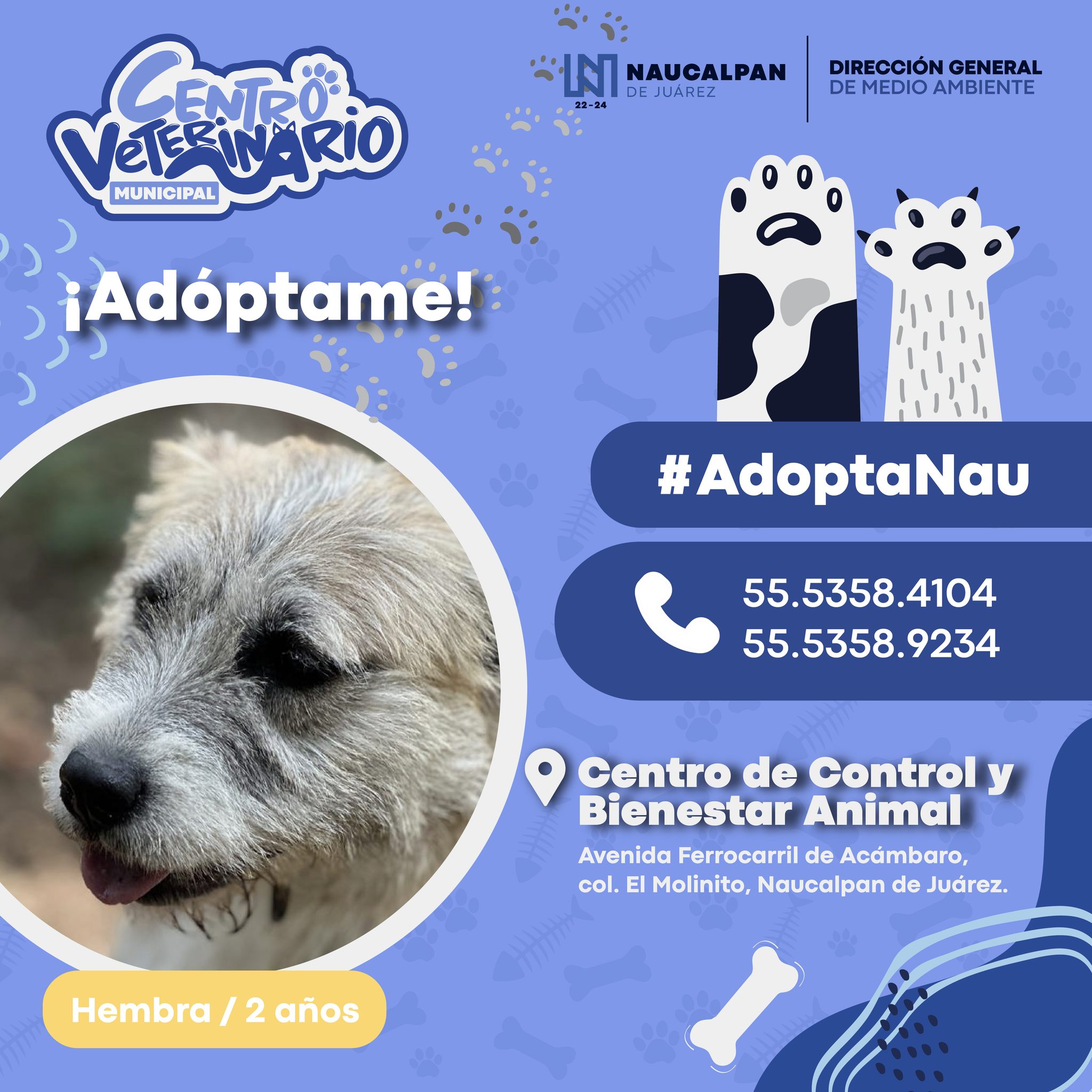 1693253835 381 Tenemos nuevos perritos listos para ser parte de tu familia