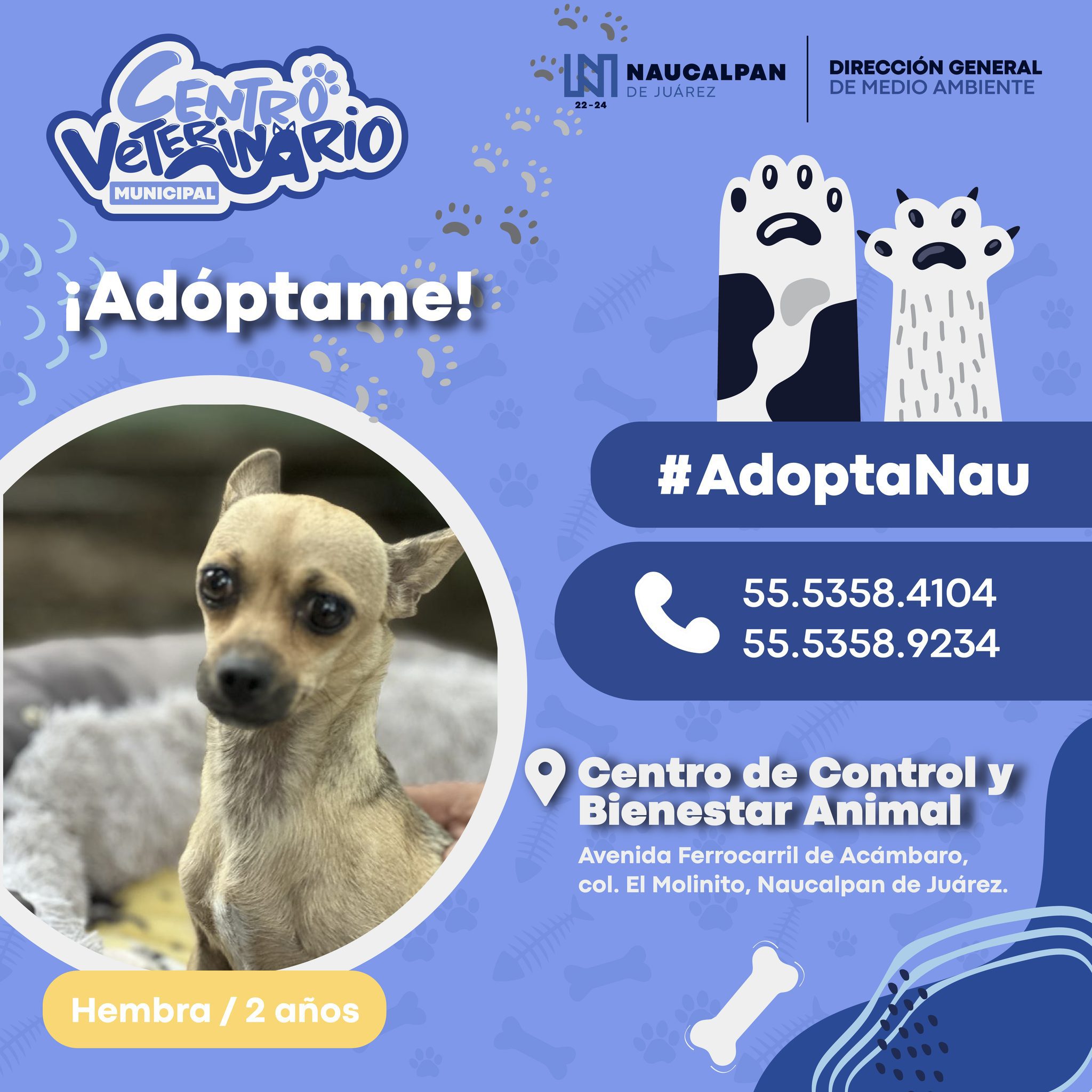 1693253838 480 Tenemos nuevos perritos listos para ser parte de tu familia