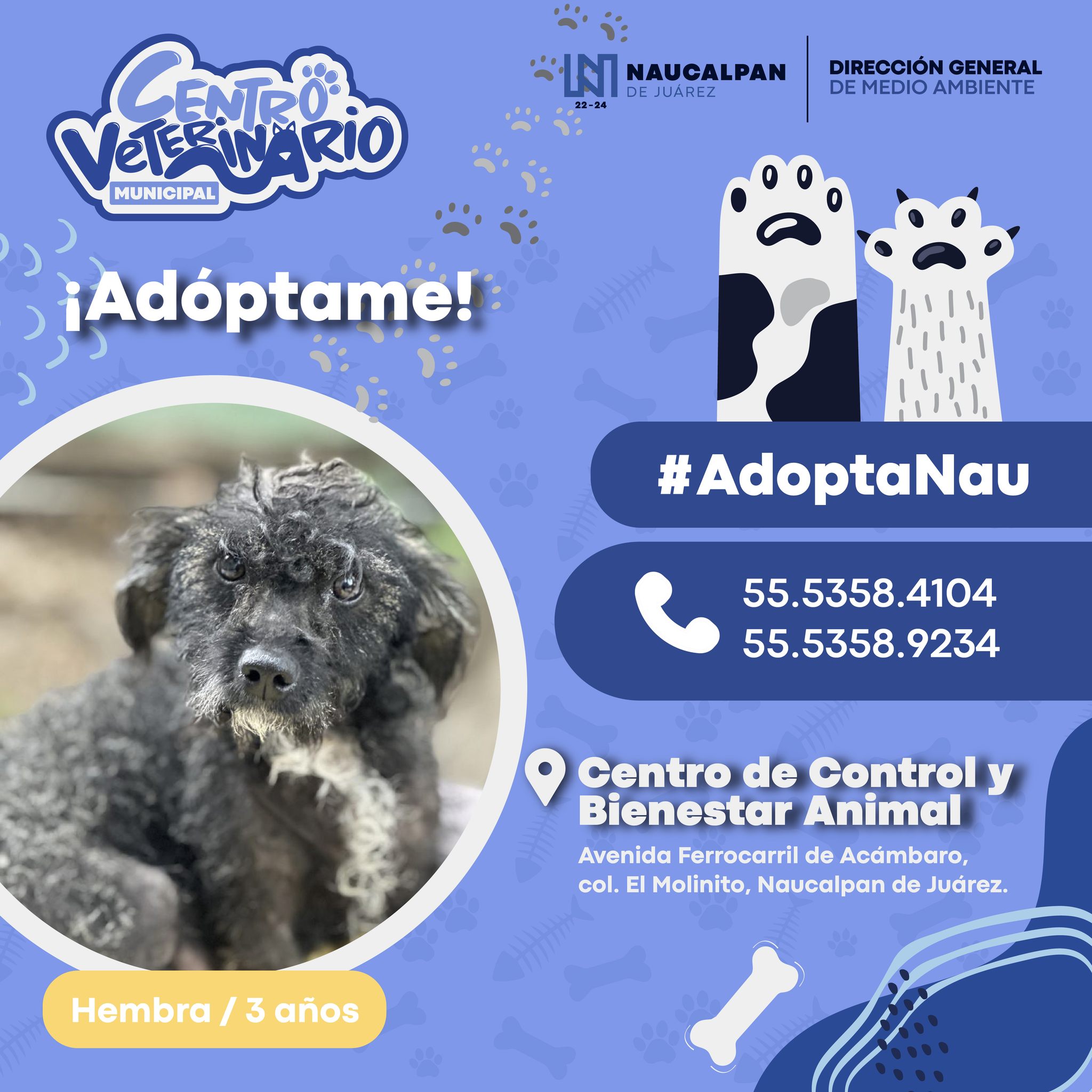 1693253841 774 Tenemos nuevos perritos listos para ser parte de tu familia