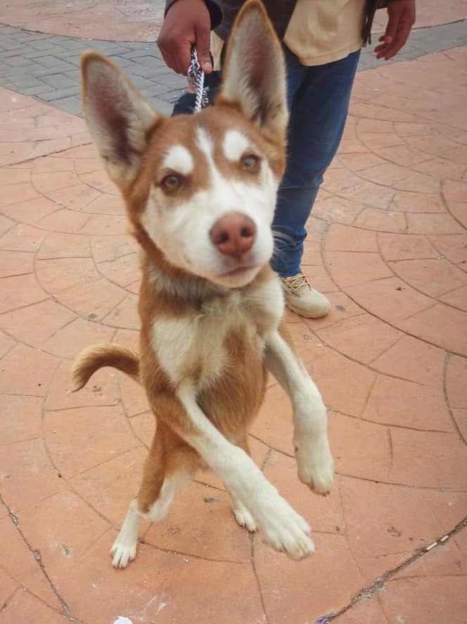 1693255795 974 ¡Seguimos cuidando de las mascotas de las familias tenanguenses