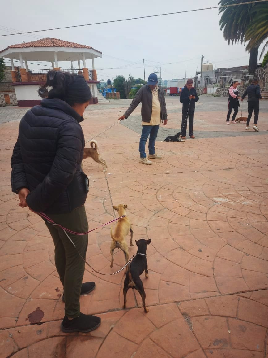 1693255806 271 ¡Seguimos cuidando de las mascotas de las familias tenanguenses