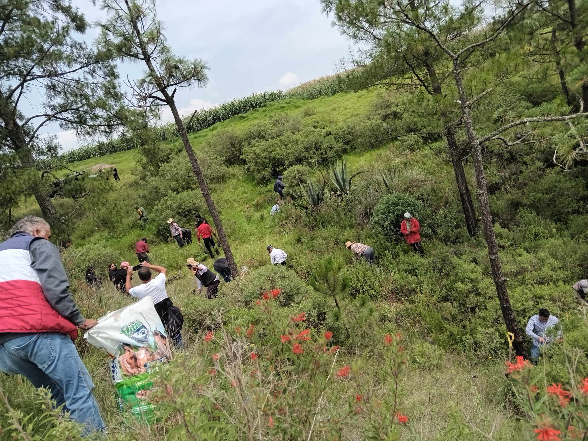 1693399226 228 ¡Seguimos fortaleciendo el medio ambiente en AlmoloyaDeJuarez Llevamos una Jor