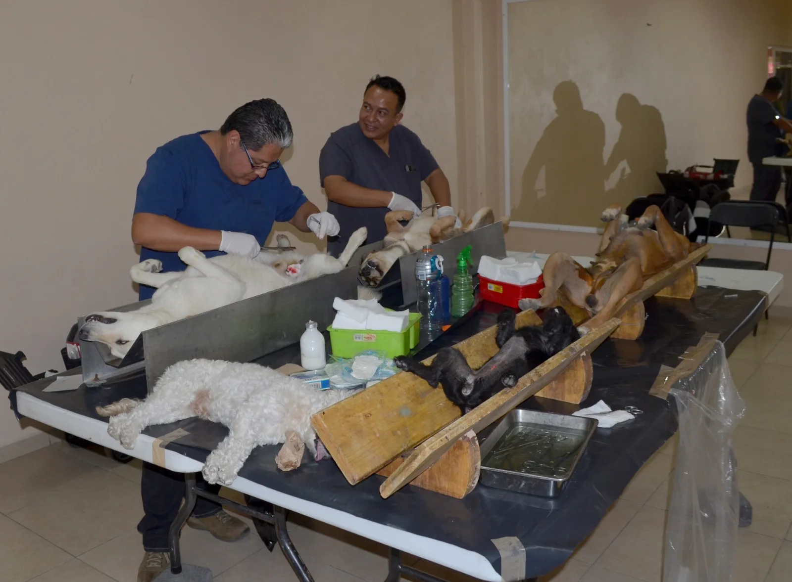 1693414565 El dia de ayer se realizo la jornada de esterilizacion scaled