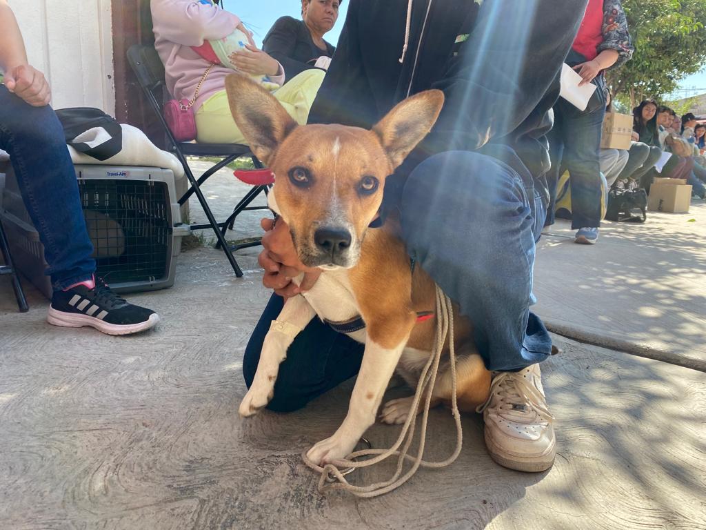 1693436361 641 Finalizamos este dia de esterilizacion gratuita en la comunidad de