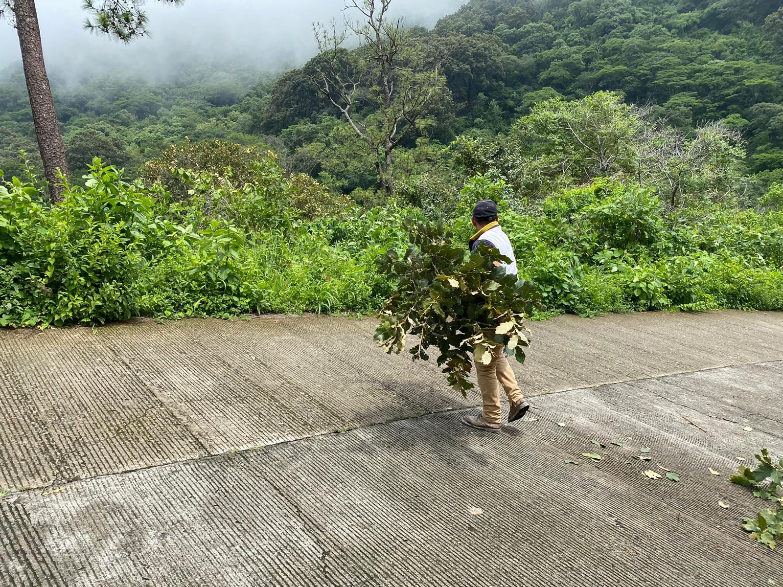 1693483487 383 Proteccion Civil de Tlatlaya retira arboles caidos por la lluvia