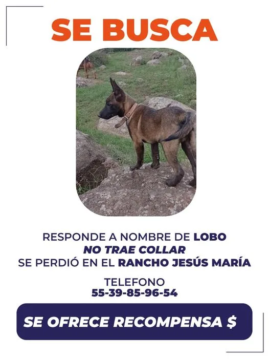 1693505859 ServicioALaComunidad Si has visto a este perrito o tienes alguna jpg