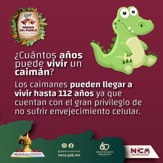 DatoCurioso ¿Sabes cuantos anos puede vivir un caiman