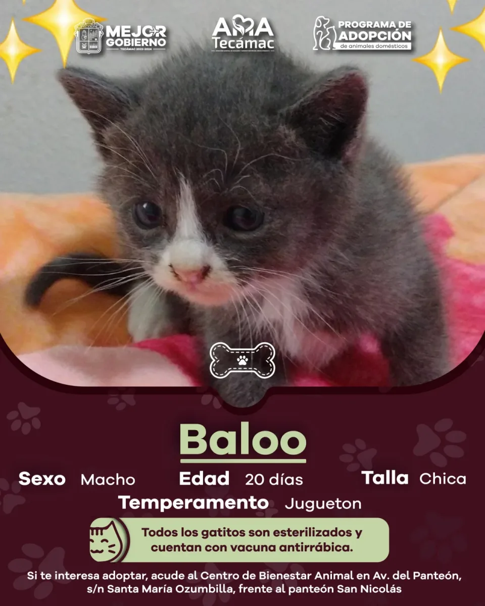 En Tecamac promovemos la AdopcionResponsable ¿Te interesa adoptar acude al scaled