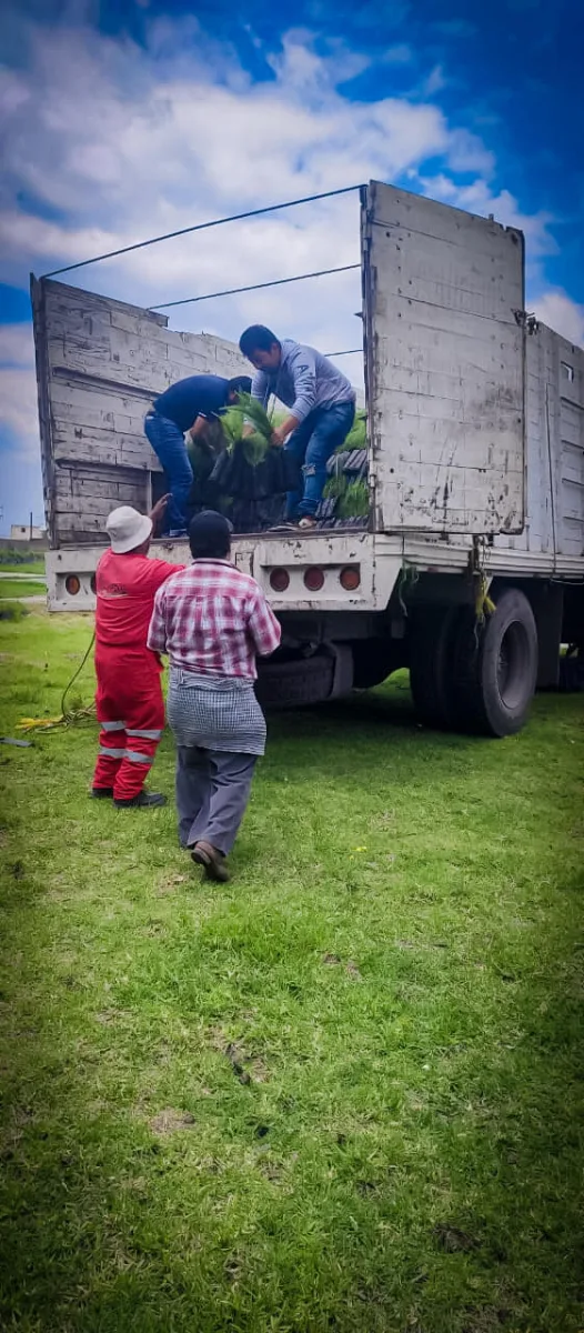 Estamos donando arboles maderables si requieres algunos pide informacion en