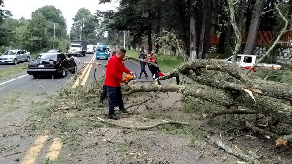 SE DESPEJA CARRETERA FEDERAL MEXICO CUAUTLA ANTE CAIDA DE ARBOL EN