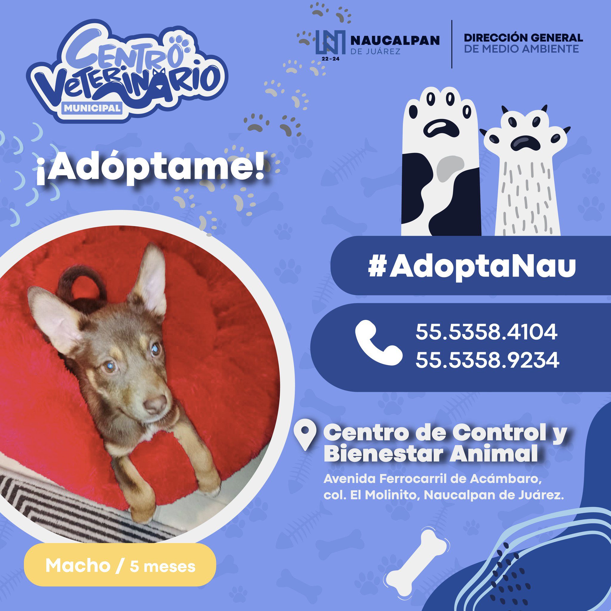 Tenemos nuevos perritos listos para ser parte de tu familia