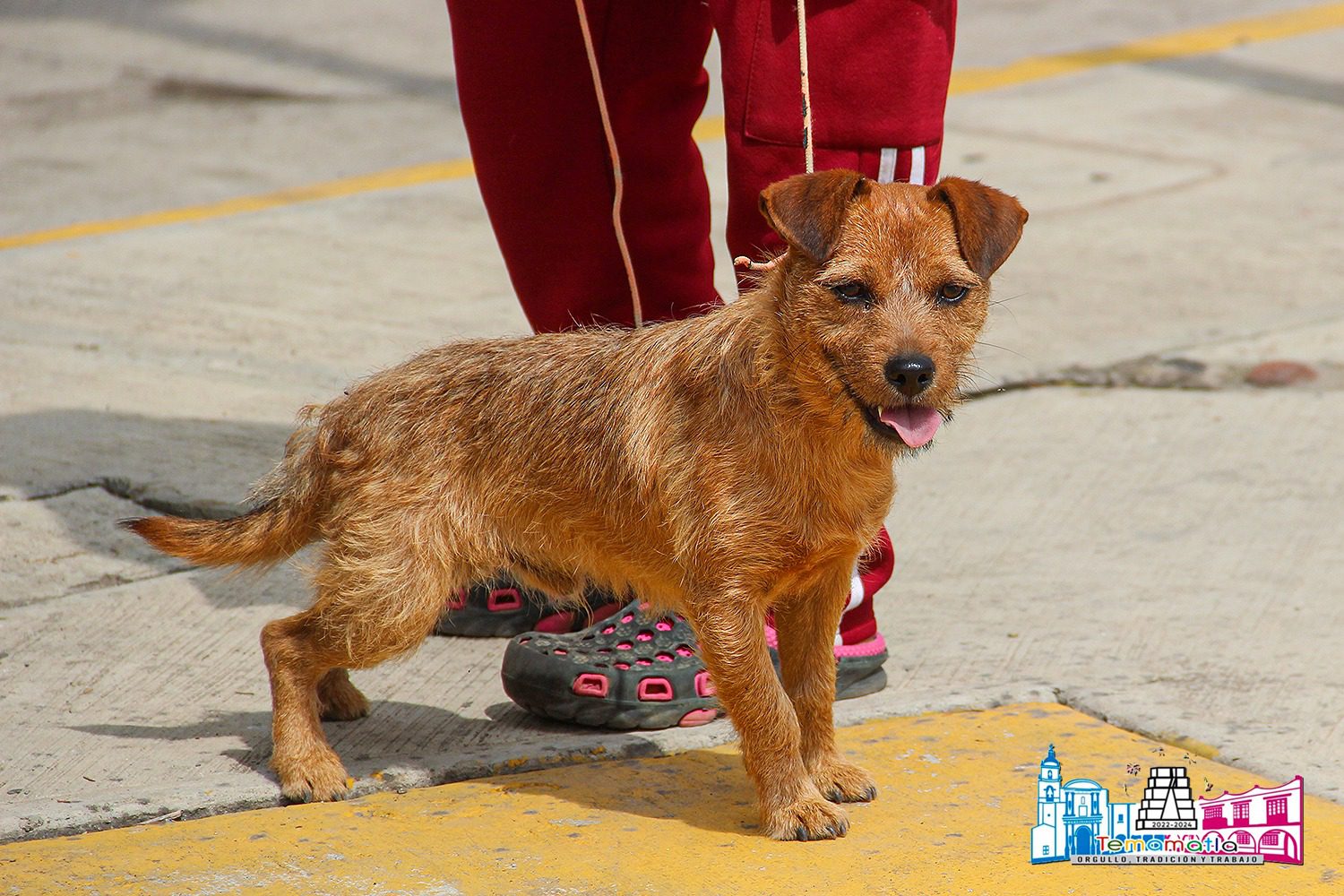 mascotassaludables Vacunacion Antirrabica