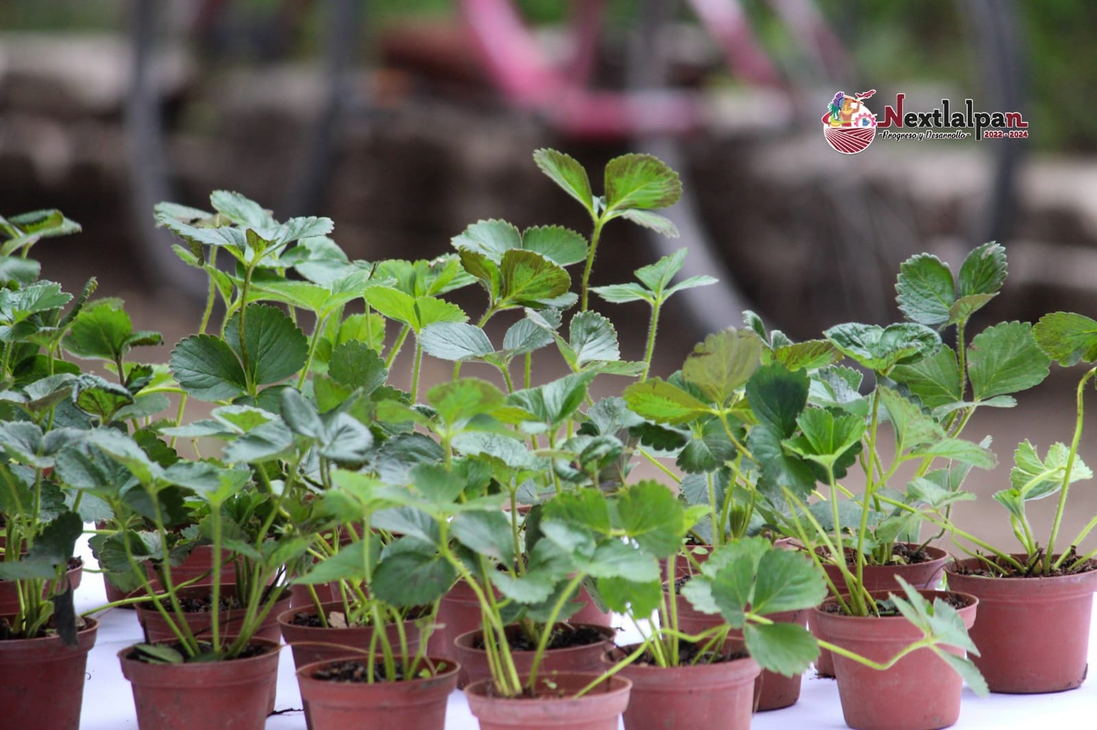 ¡Aprende a cultivar fresas en tu propio hogar La Direccion