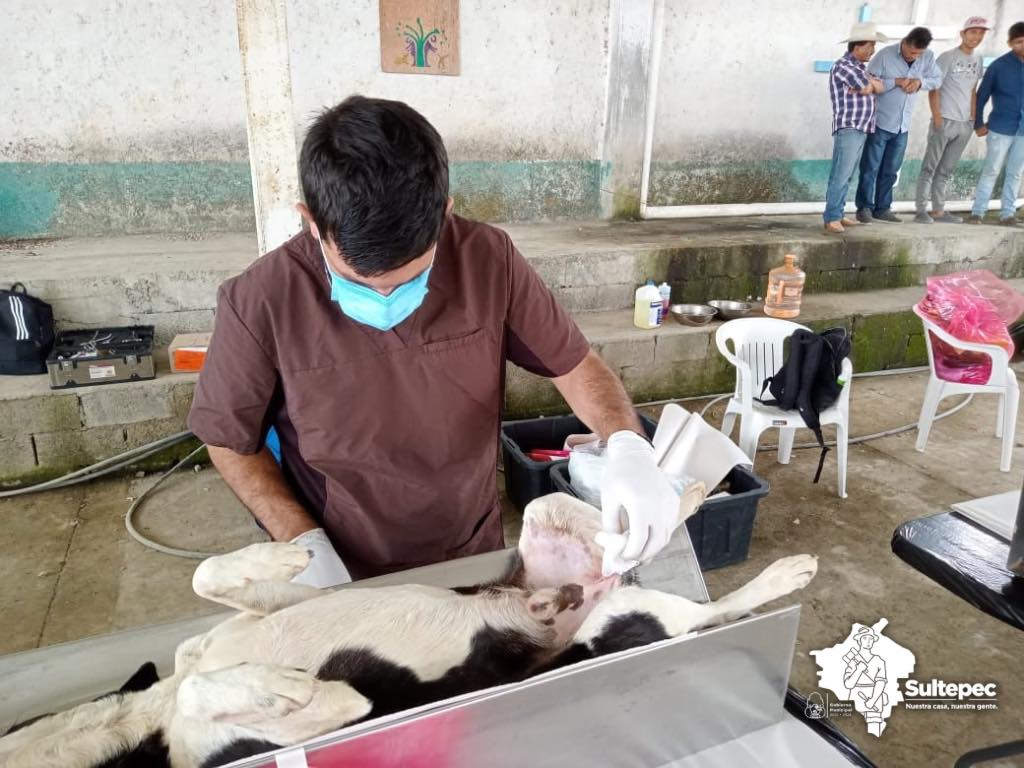 ¡Cuidemos juntos a nuestras mascotas Ayer comenzo la campana de