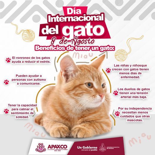 ¿Por que nos gustan tanto las gatas o gatos