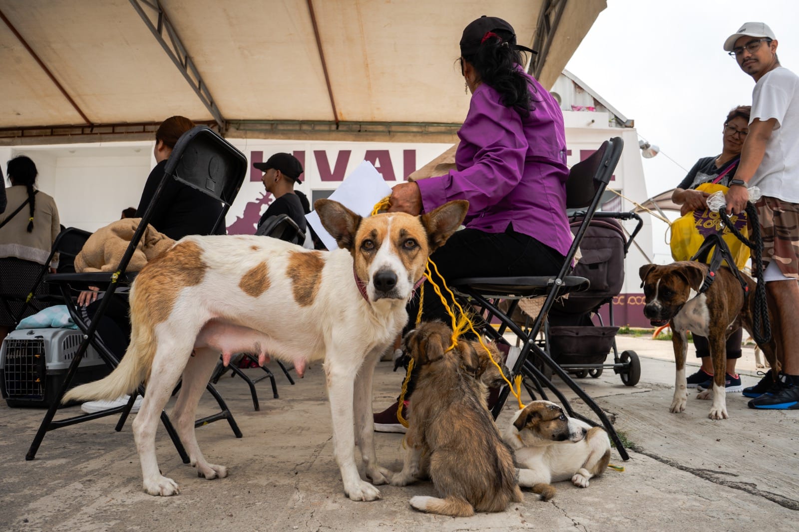 1693575069 981 GOBIERNO DE CHIMALHUACAN SUMA 200 ESTERILIZACIONES MAS PARA PREVENIR ABANDONO