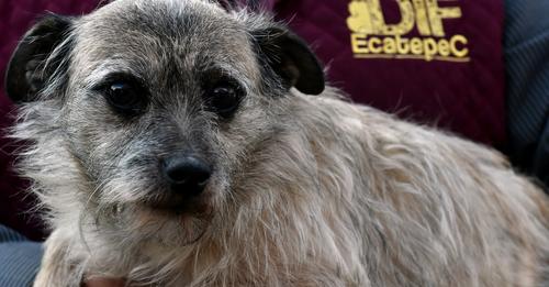 1693601221 Perrito de mercado de Ecatepec es rescatdo por autoridades