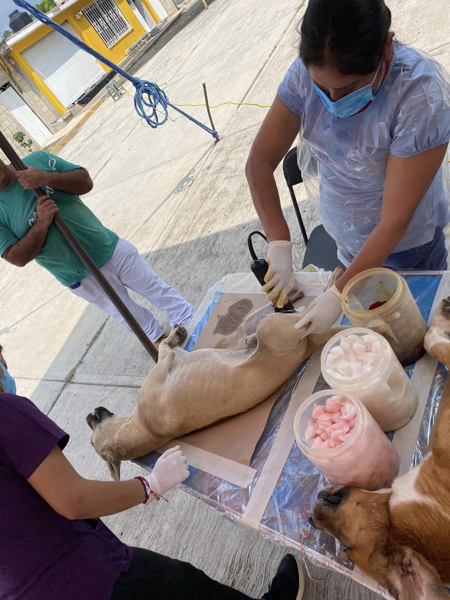 1693681447 579 Se realizo la Jornada de Esterilizacion Canina y Felina en