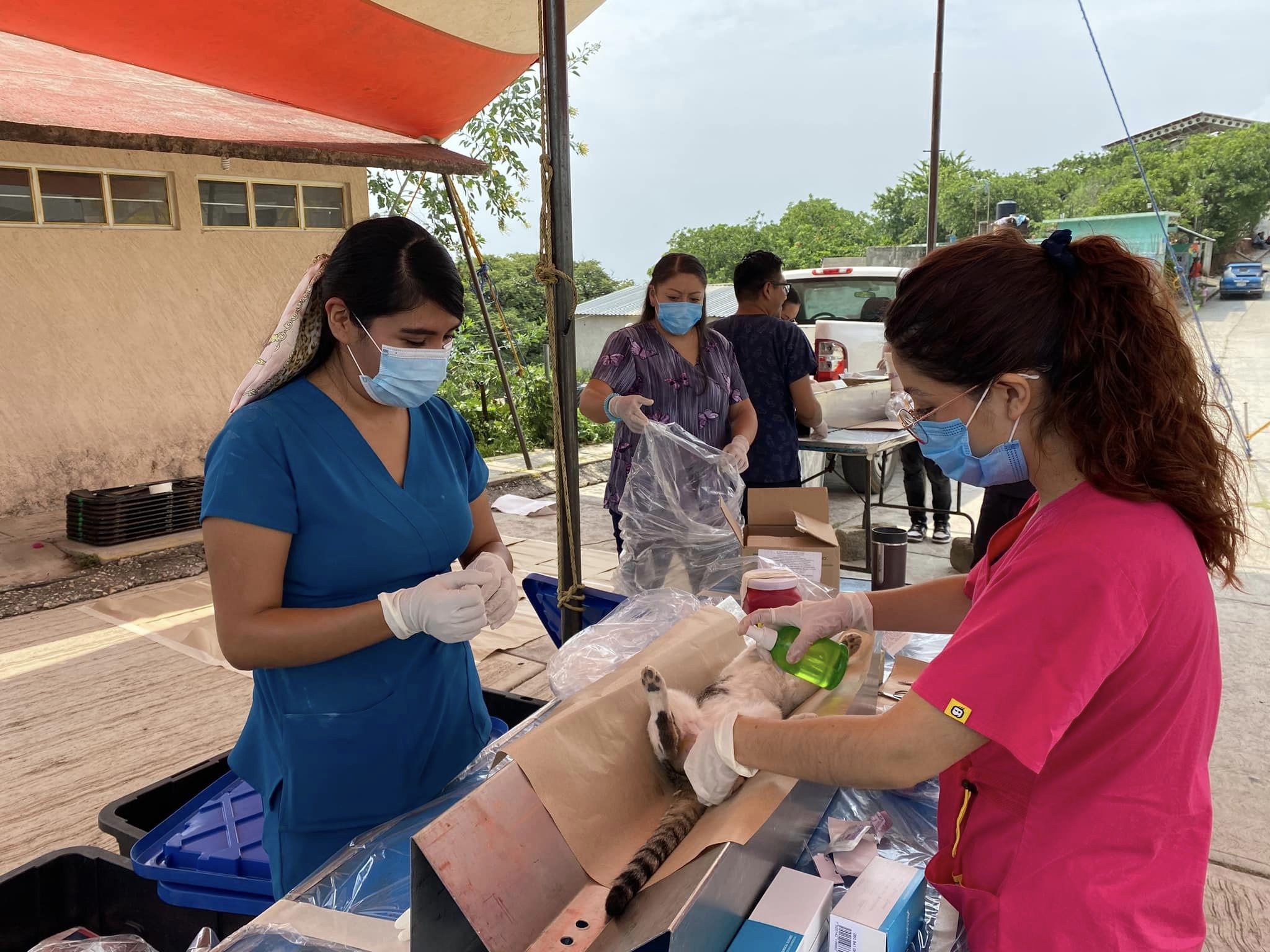 1693681451 263 Se realizo la Jornada de Esterilizacion Canina y Felina en