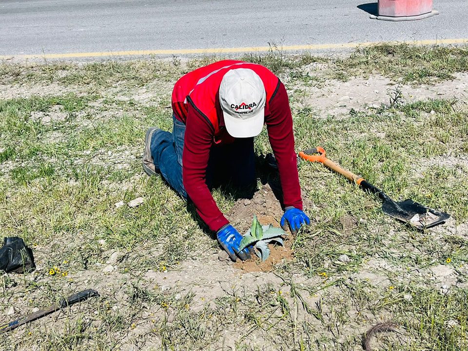 1693699219 143 LIMPIEZA Y REFORESTACION BULEVAR HACIA EL ENTRONQUE CON LA ARCO