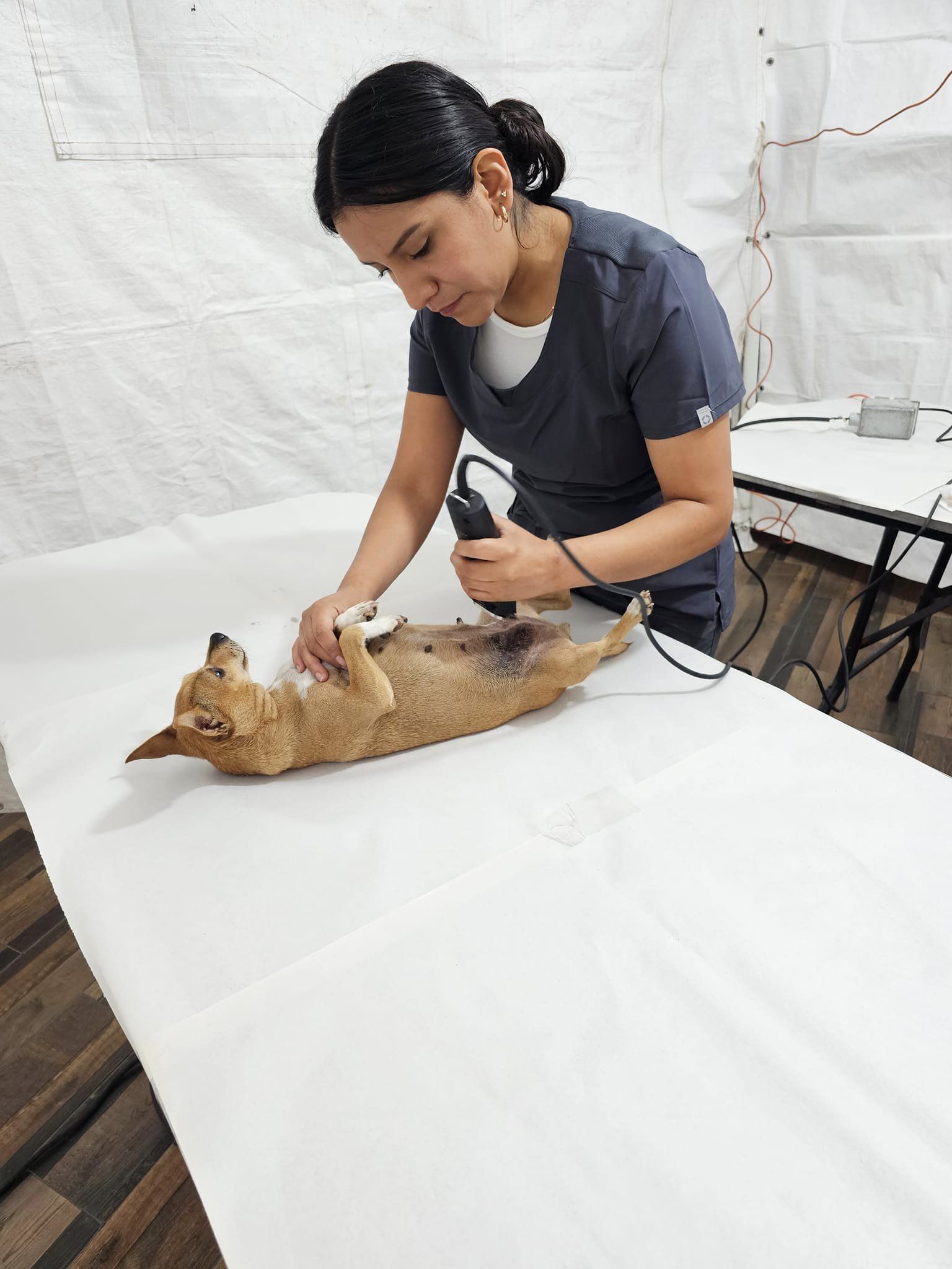 1693938696 36 Esterilizacion Canina y Felina El Gobierno Municipal de Texcalyacac a