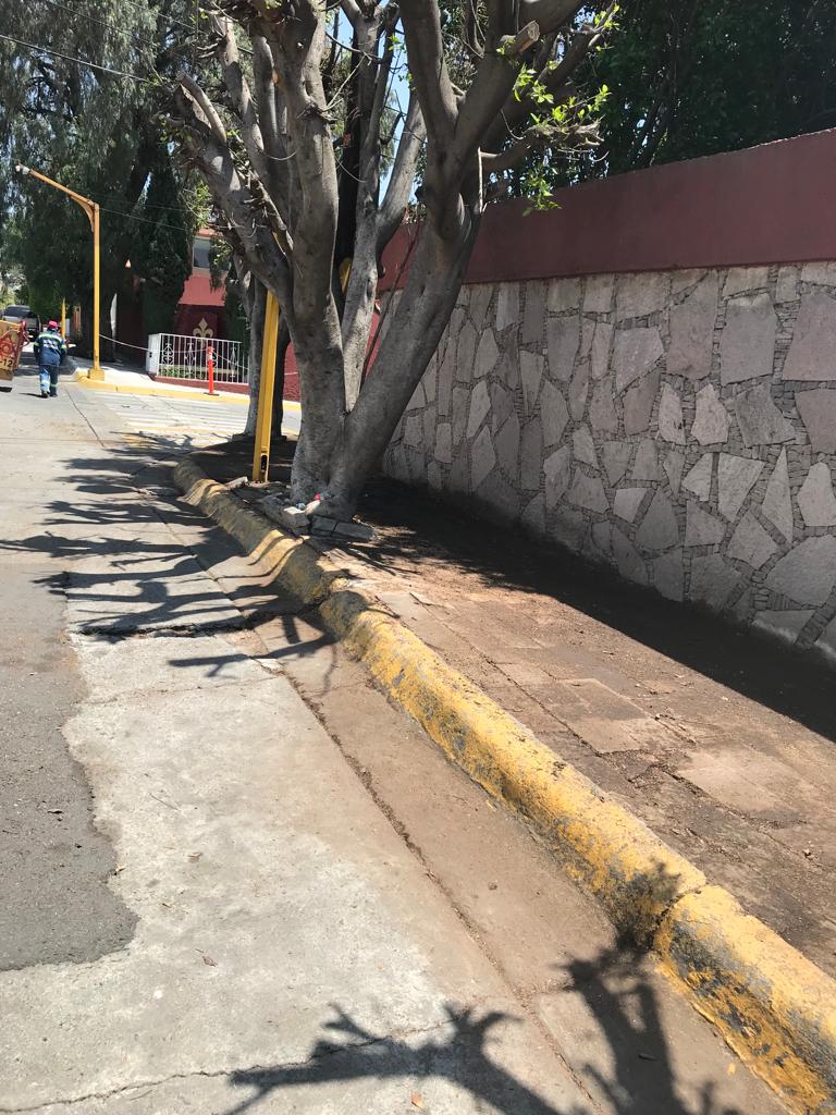 1693944336 81 Personal de ServiciosPublicos realizaron poda de arbol y embellecimiento en