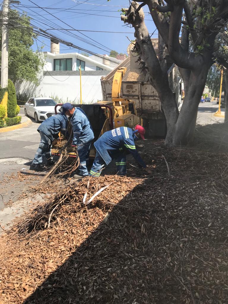 1693944358 Personal de ServiciosPublicos realizaron poda de arbol y embellecimiento en