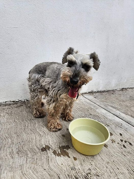 1693953883 AyudameaRegresaraCASA Esta perrita schnauzer al parecer esta perdida