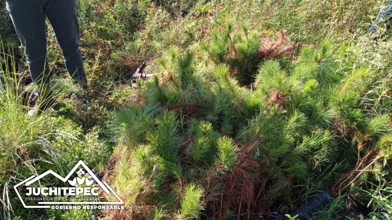 1694127671 85 Reforestacion ¡Unidos por un entorno mas verde y saludable