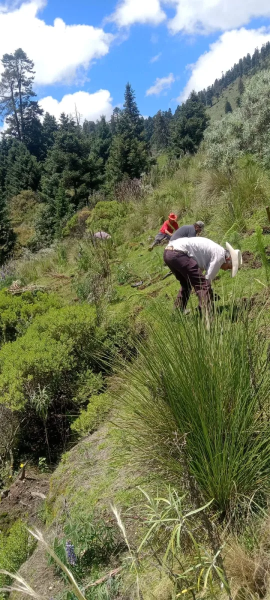 1694179479 788 ¡La NuevaRealidadEnTenango se ocupa de nuestros bosques Esta manana nuestra