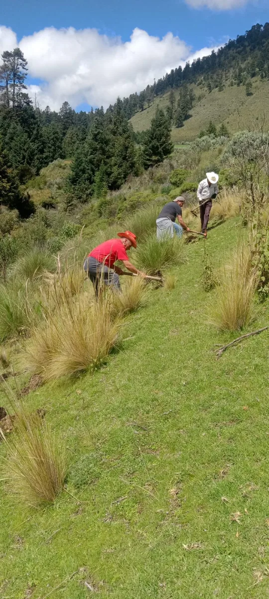 1694179483 526 ¡La NuevaRealidadEnTenango se ocupa de nuestros bosques Esta manana nuestra