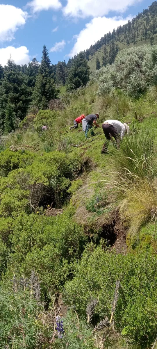 1694179486 864 ¡La NuevaRealidadEnTenango se ocupa de nuestros bosques Esta manana nuestra