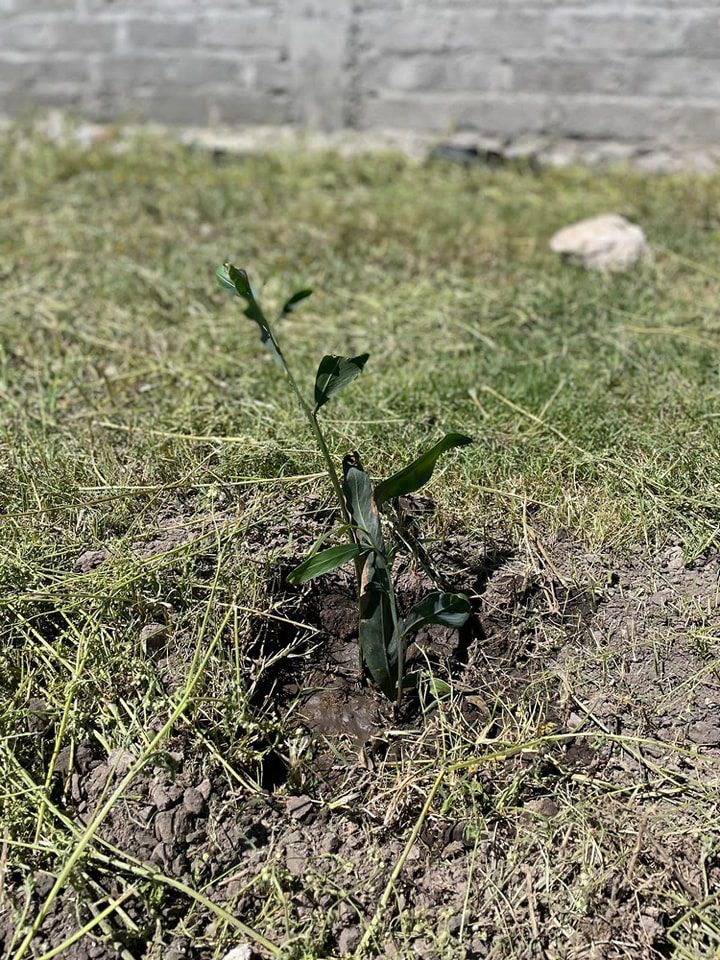 1694456635 780 REFORESTACION EN EL CAMPO LA PRESA DE COYOTILLOS