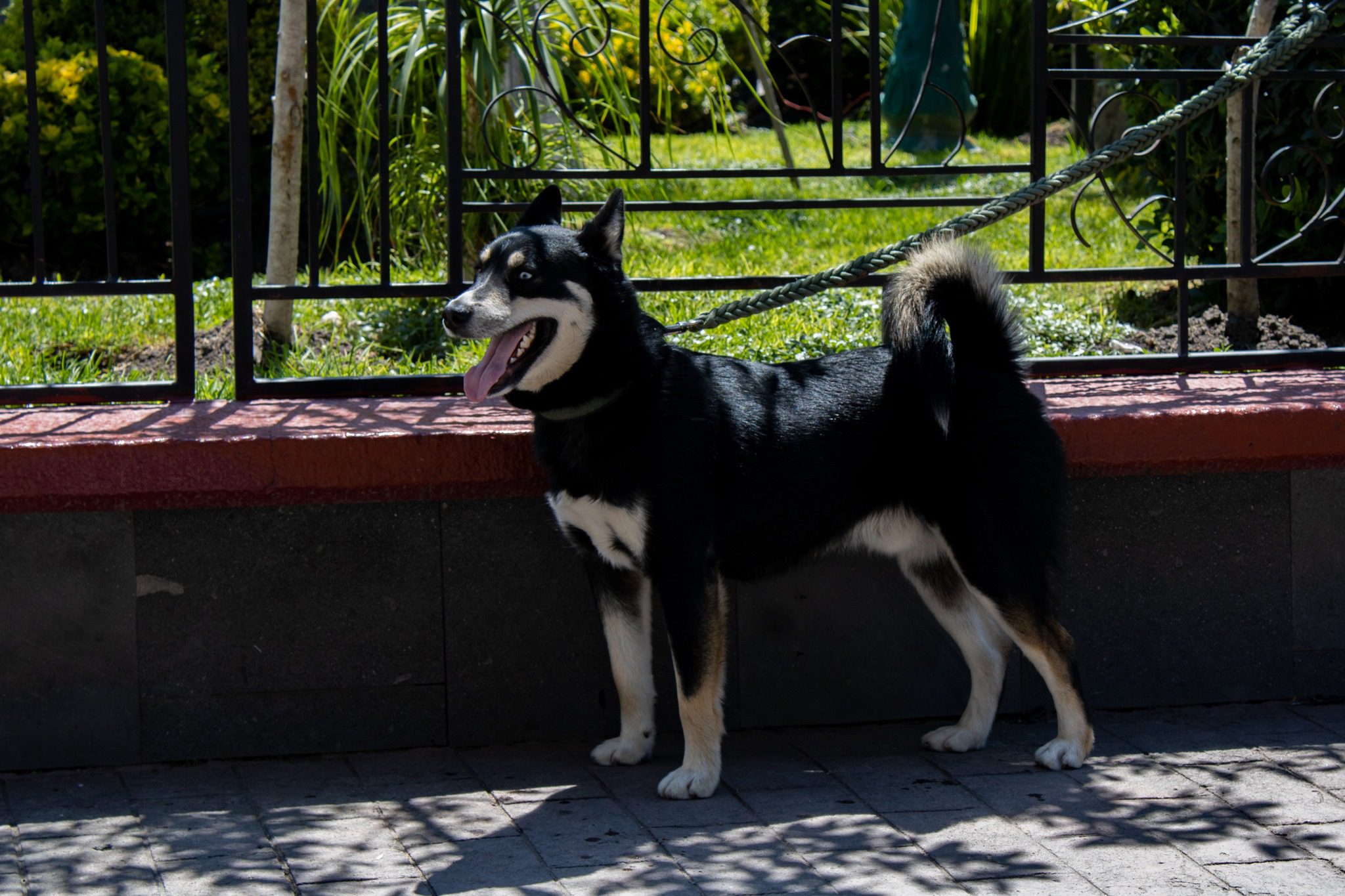 1694528947 547 La esterilizacion es una accion preventiva que ademas de mejorar