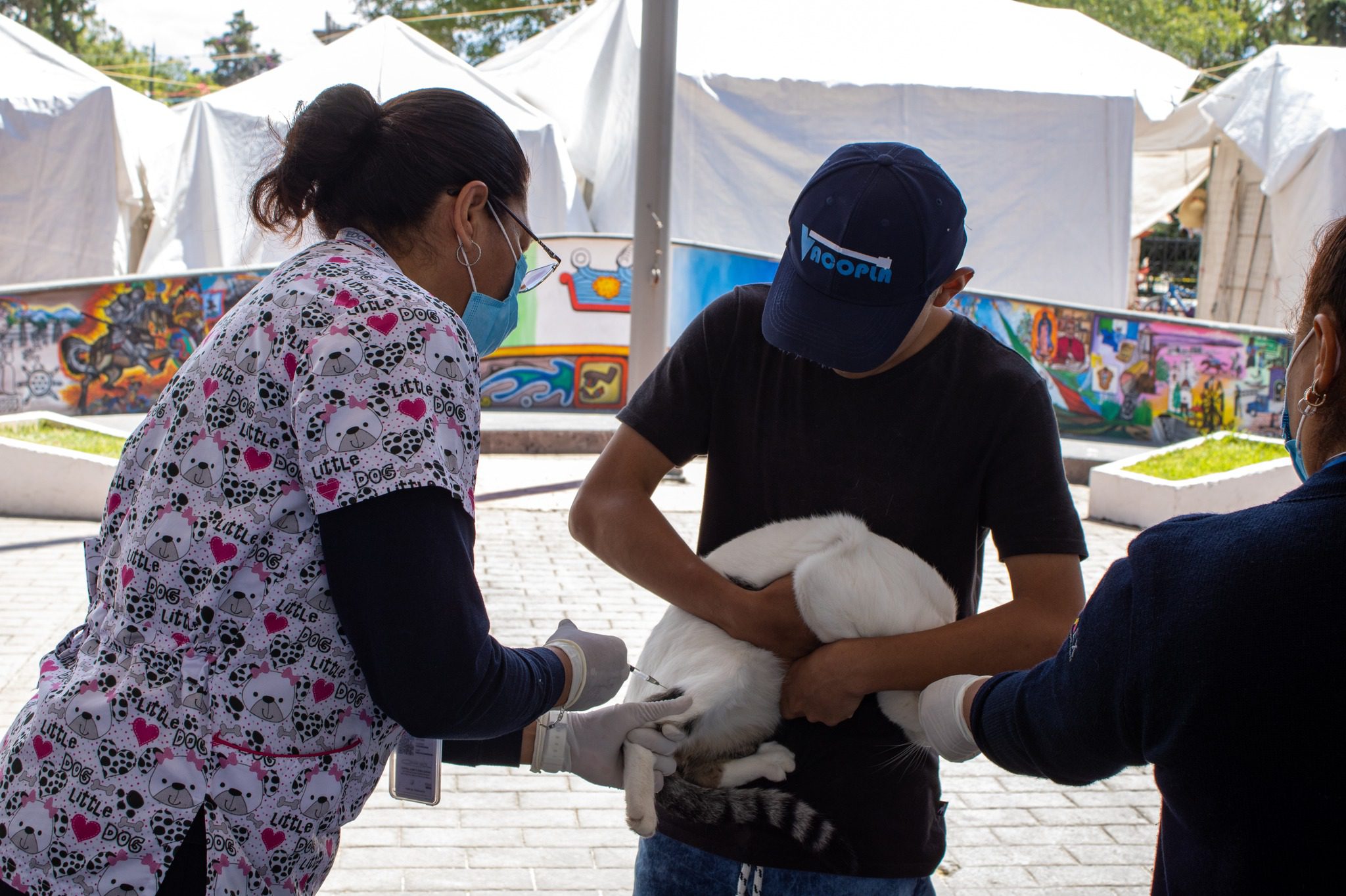 1694528952 738 La esterilizacion es una accion preventiva que ademas de mejorar