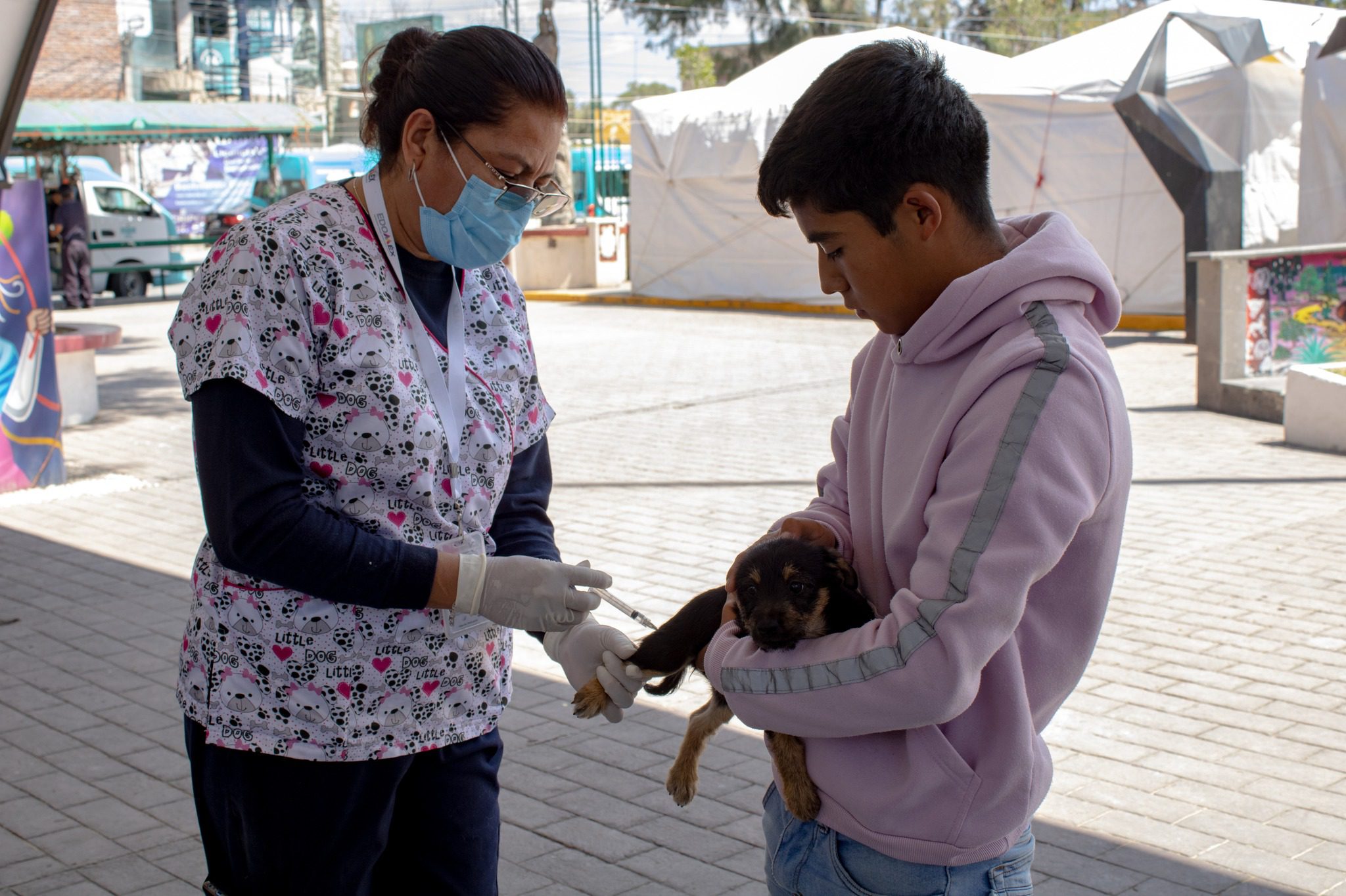 1694528962 419 La esterilizacion es una accion preventiva que ademas de mejorar