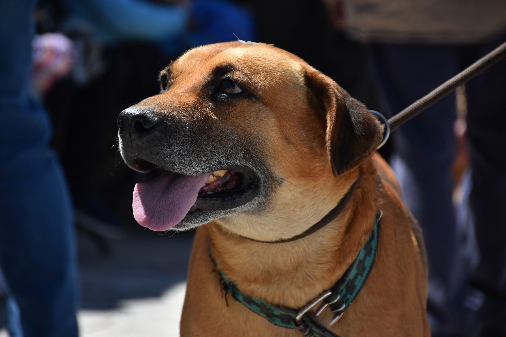 1694561973 868 Esta tarde finalizo la Jornada de Esterilizacion Gratuita en Santa