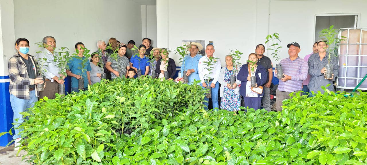 1694623585 Entregamos 2 mil plantas de cafe a 53 beneficiarios de