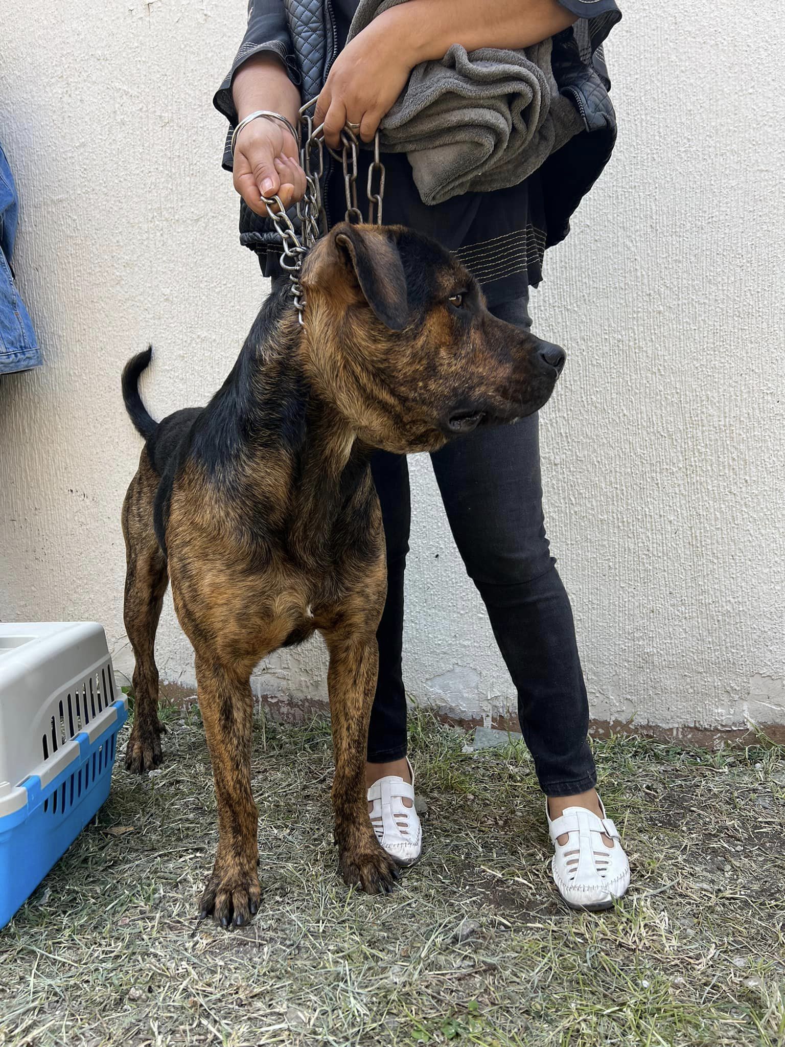 1694628596 507 Jornada de esterilizacion y vacunacion canina y felina en