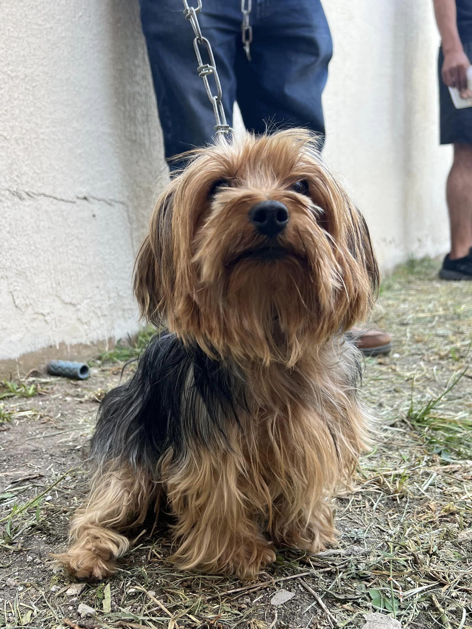 1694635837 395 Jornada de esterilizacion y vacunacion canina y felina en