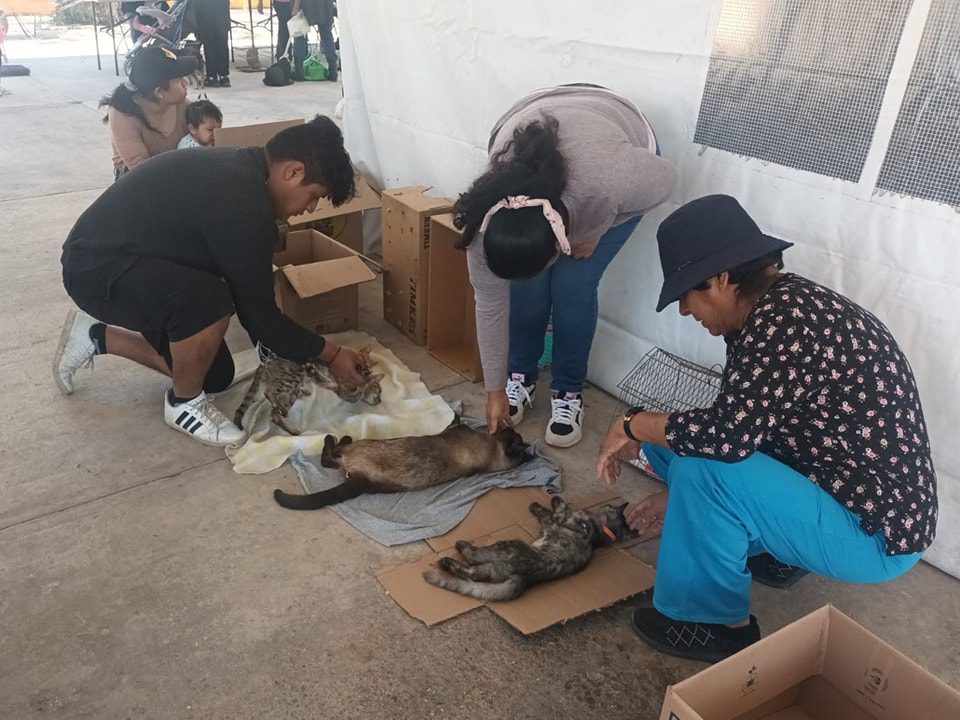 1694636924 442 ESTERILIZAMOS A 60 MASCOTAS EN COLONIA JUAREZ